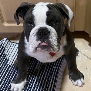 Meet your Posher, Amber